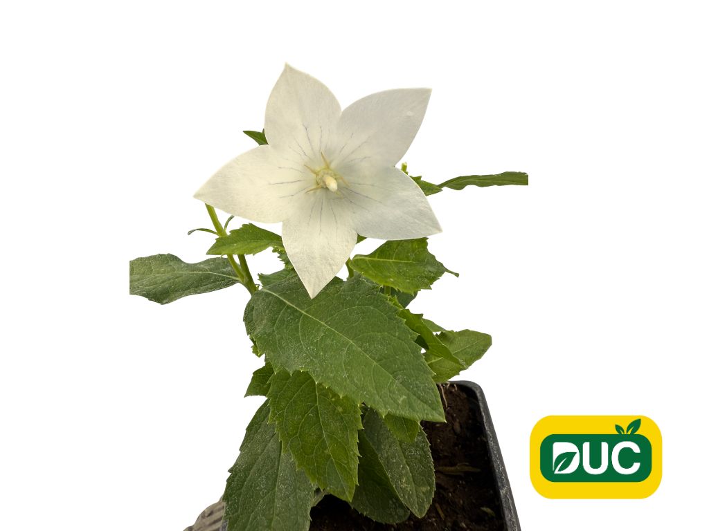 Trvalky Balónovník veľkokvetý Astra White(9)