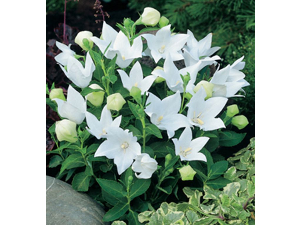 Trvalky Balónovník veľkokvetý Astra White(4)