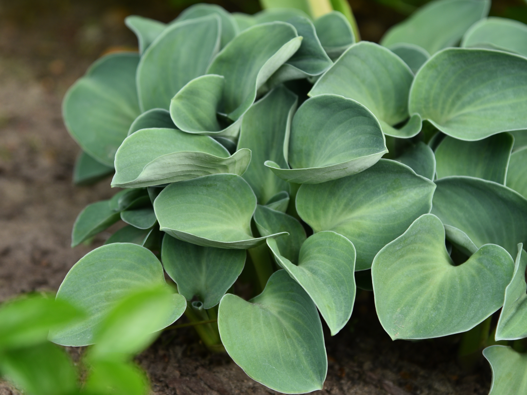 Trvalky Hosta Blue Mouse Ears(5)