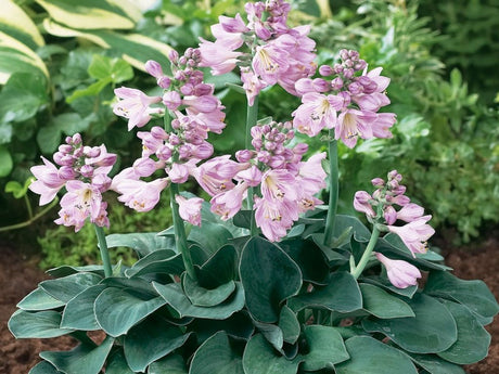 Trvalky Hosta Blue Mouse Ears(1)