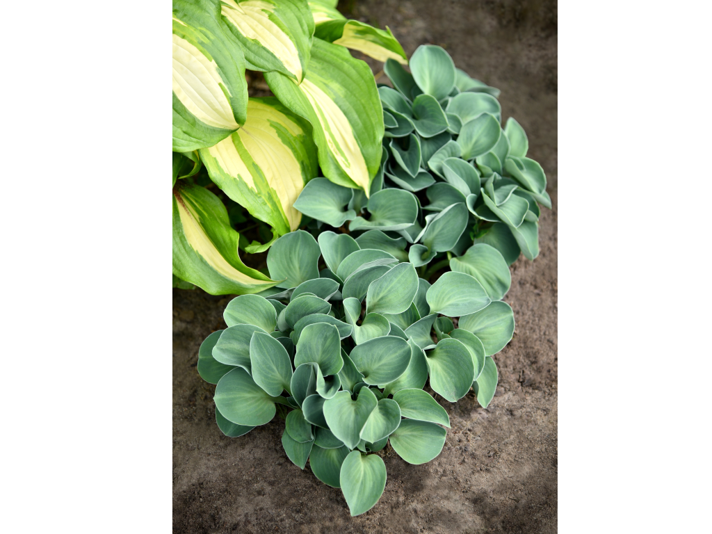 Trvalky Hosta Blue Mouse Ears(6)