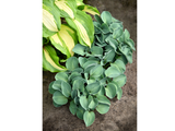 Trvalky Hosta Blue Mouse Ears(6)
