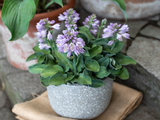 Trvalky Hosta Blue Mouse Ears(3)
