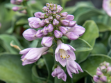 Trvalky Hosta Blue Mouse Ears(4)