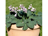 Trvalky Hosta Blue Mouse Ears(7)