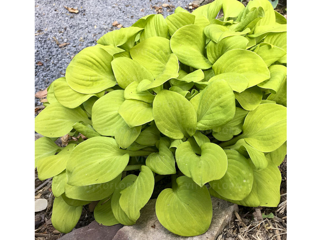 Trvalky Hosta Sun Mouse(3)