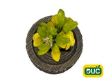 Trvalky Hosta Sun Mouse(5)