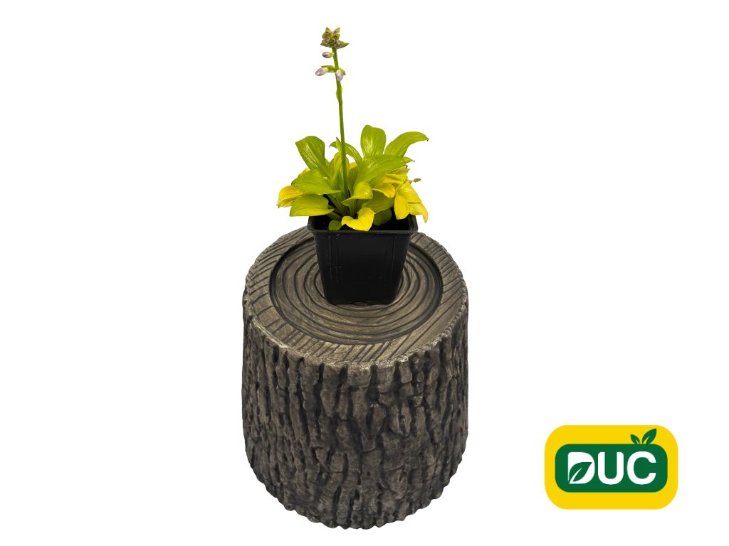 Trvalky Hosta Sun Mouse(2)