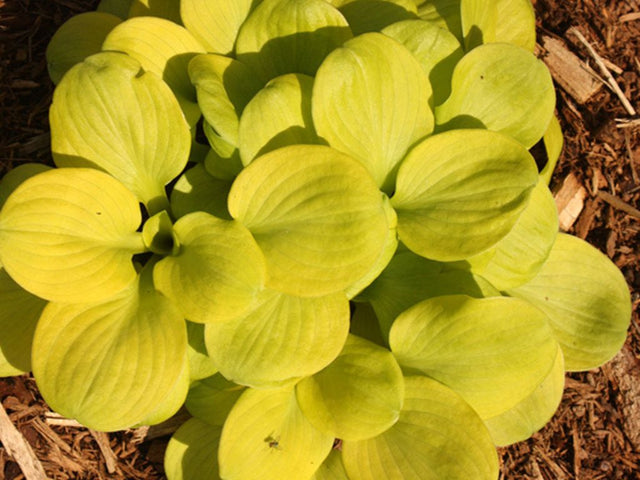 Trvalky Hosta Sun Mouse(1)