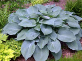 Trvalky Hosta Fragrant Blue(6)
