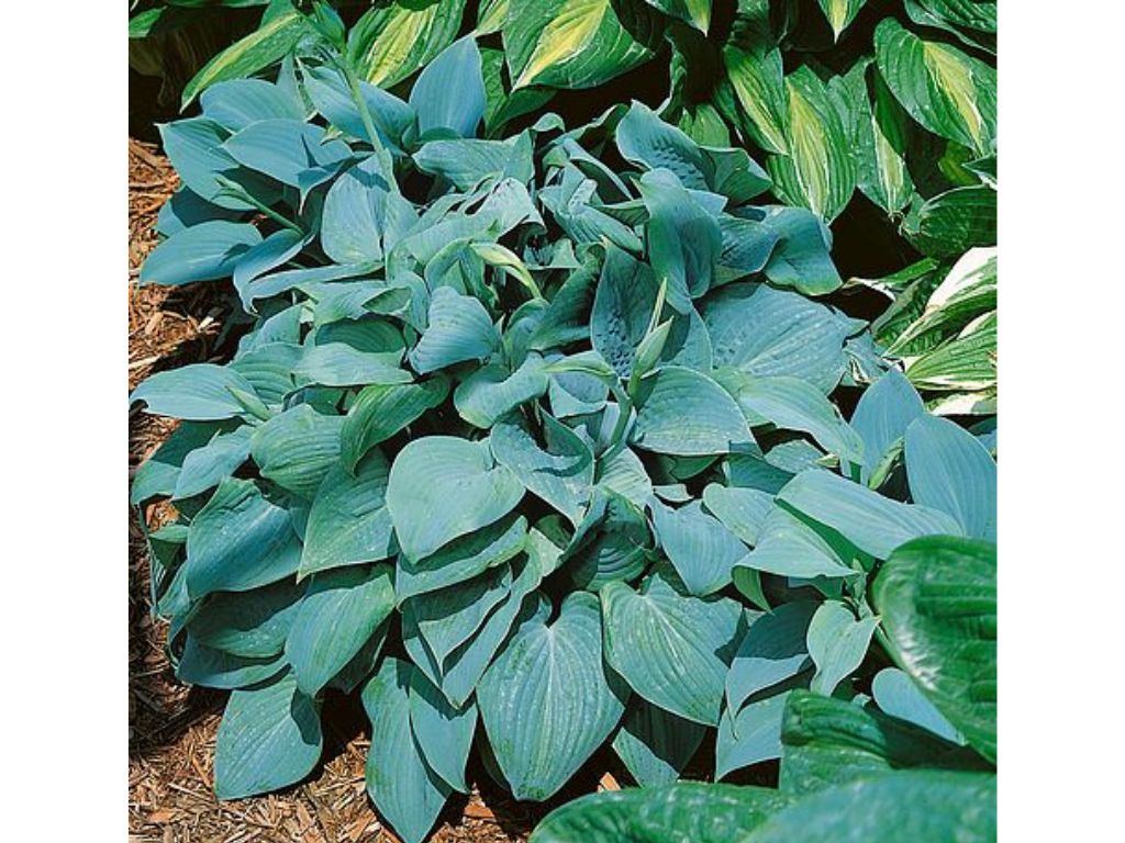 Trvalky Hosta Fragrant Blue(7)