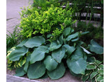 Trvalky Hosta Fragrant Blue(8)