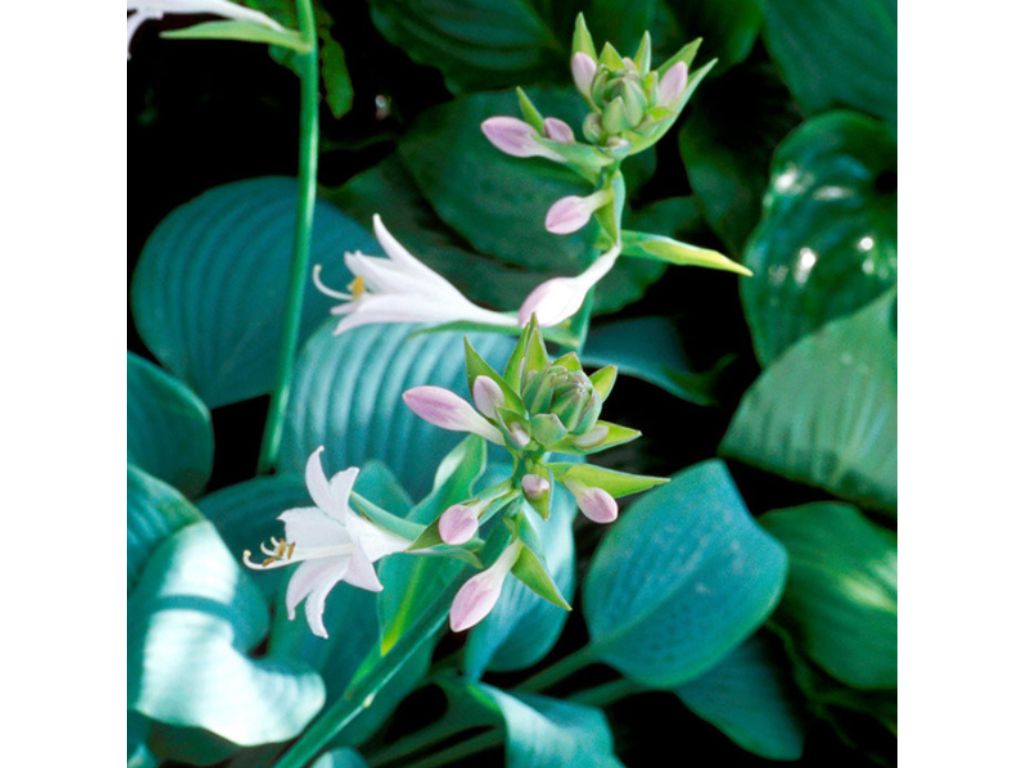 Trvalky Hosta Fragrant Blue(9)