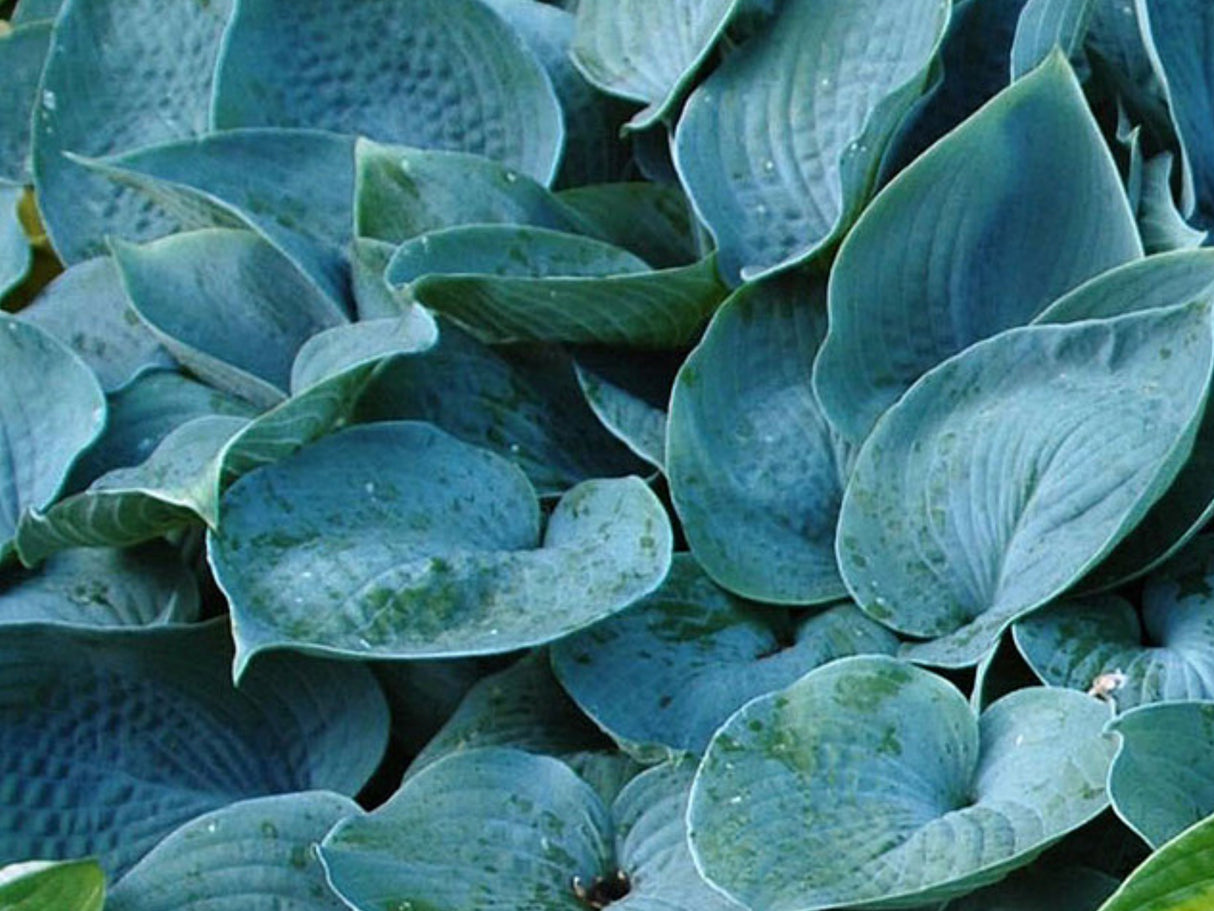 Trvalky Hosta Fragrant Blue(3)