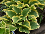 Trvalky Hosta Liberty(3)