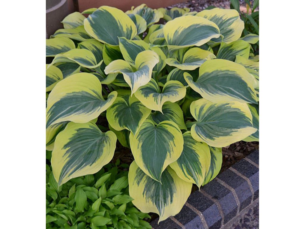 Trvalky Hosta Liberty(6)