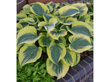 Trvalky Hosta Liberty(6)