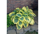 Trvalky Hosta Liberty(7)