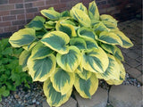 Trvalky Hosta Liberty(1)