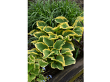 Trvalky Hosta Liberty(4)