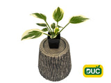 Trvalky Hosta Minute Man(2)