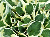 Trvalky Hosta Minute Man(3)