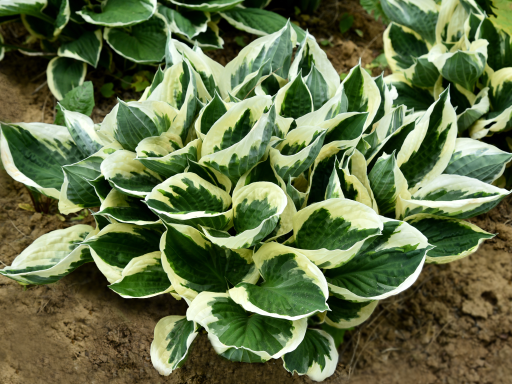 Trvalky Hosta Minute Man(1)