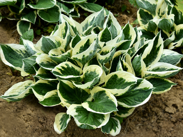 Trvalky Hosta Minute Man(1)