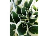 Trvalky Hosta Minute Man(4)