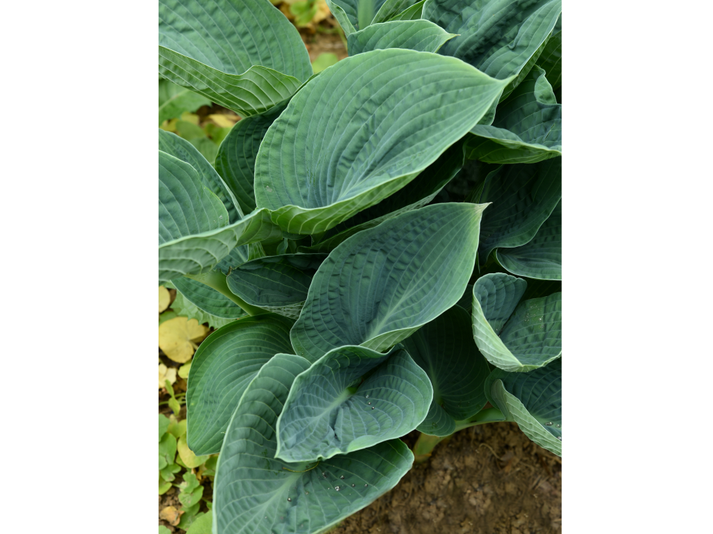 Trvalky Hosta Big Daddy(5)
