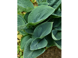 Trvalky Hosta Big Daddy(5)