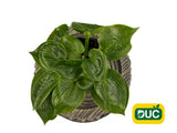 Trvalky Hosta Big Daddy(7)