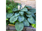 Trvalky Hosta Big Daddy(3)