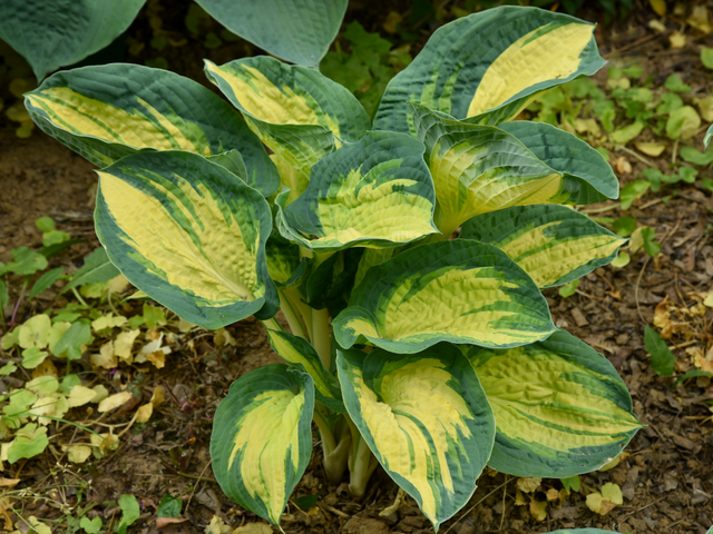Trvalky Hosta Great Expectations(1)