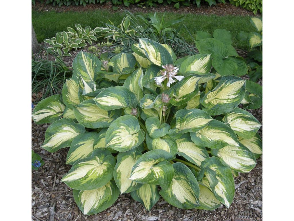 Trvalky Hosta Great Expectations(6)