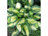 Trvalky Hosta Great Expectations(7)