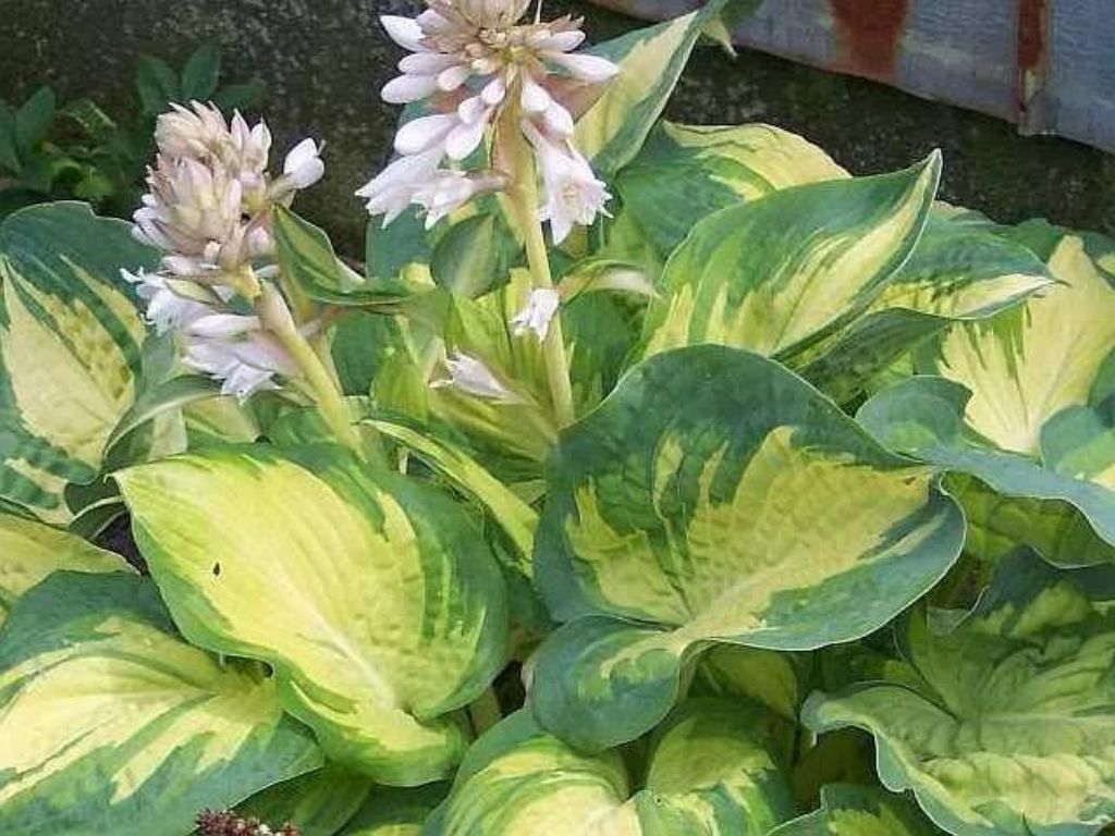 Trvalky Hosta Great Expectations(8)