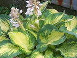 Trvalky Hosta Great Expectations(8)