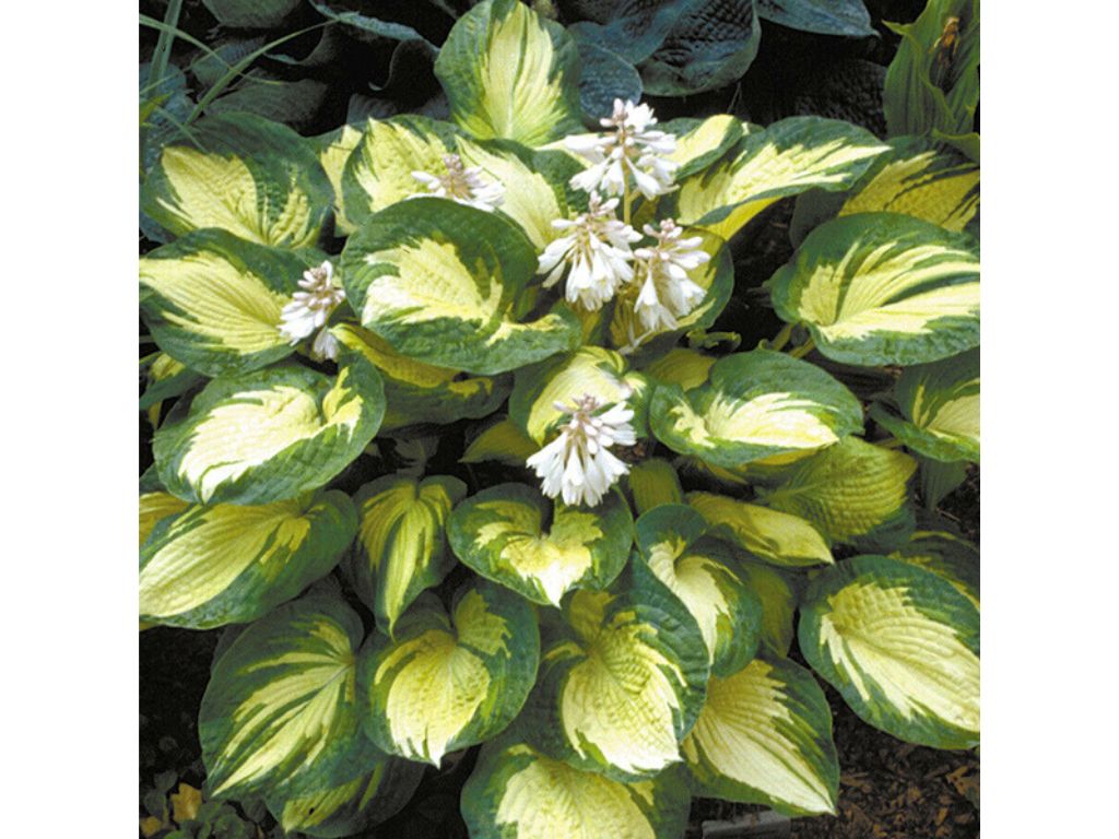 Trvalky Hosta Great Expectations(5)