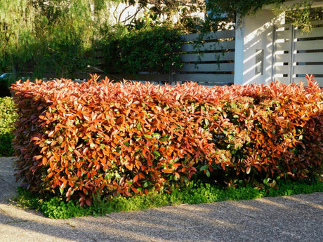 Okrasné kry Červienka fraserová Red Robin 15 40 cm(1)