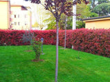 Okrasné kry Červienka fraserová Red Robin 15 40 cm(3)