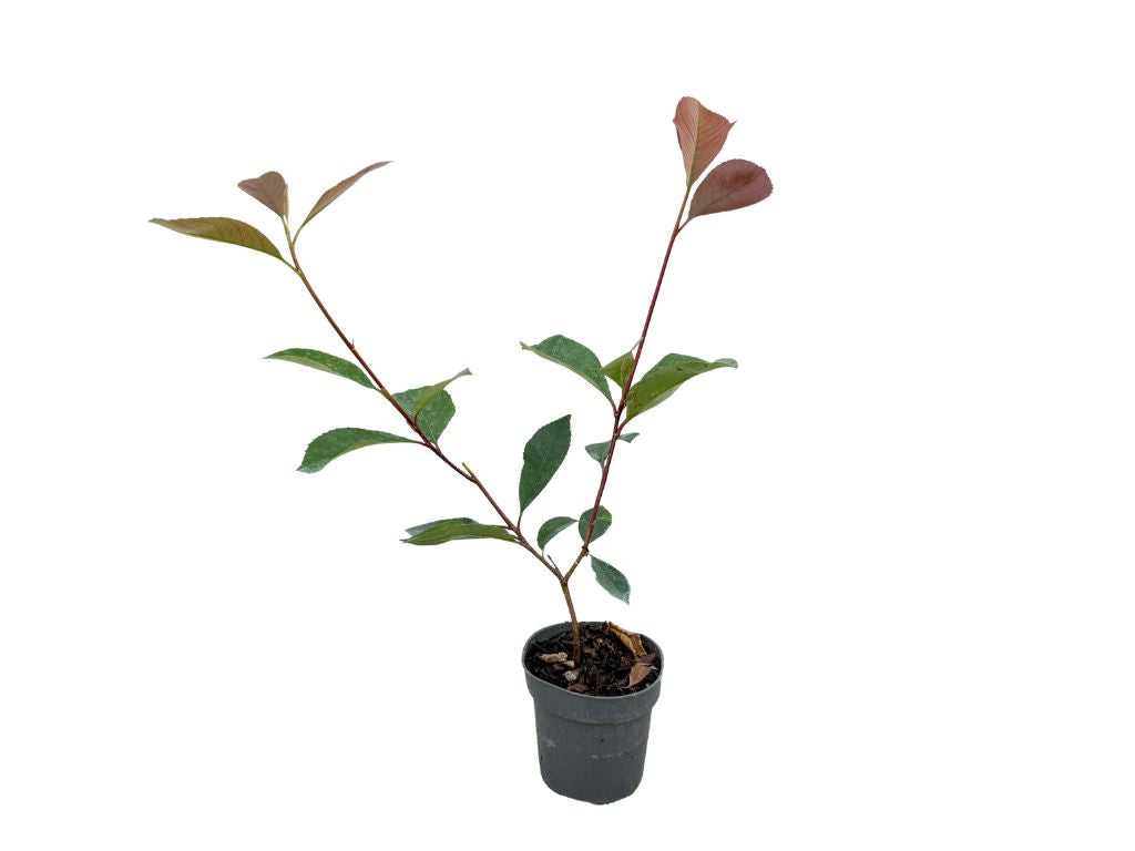 Okrasné kry Červienka fraserová Red Robin 15 40 cm(4)