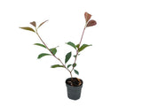 Okrasné kry Červienka fraserová Red Robin 15 40 cm(4)