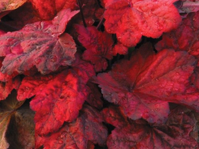 autumnleaves1