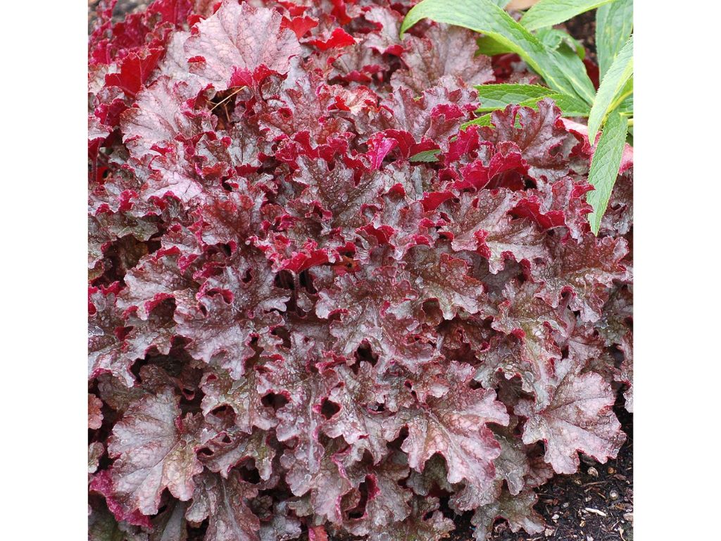 Trvalky Heuchera Berry Marmalade(4)