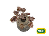 Trvalky Heuchera Berry Marmalade(2)