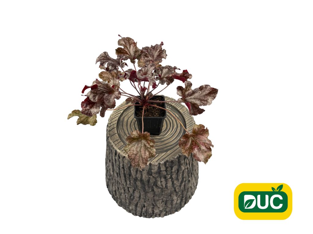 Trvalky Heuchera Berry Marmalade(5)