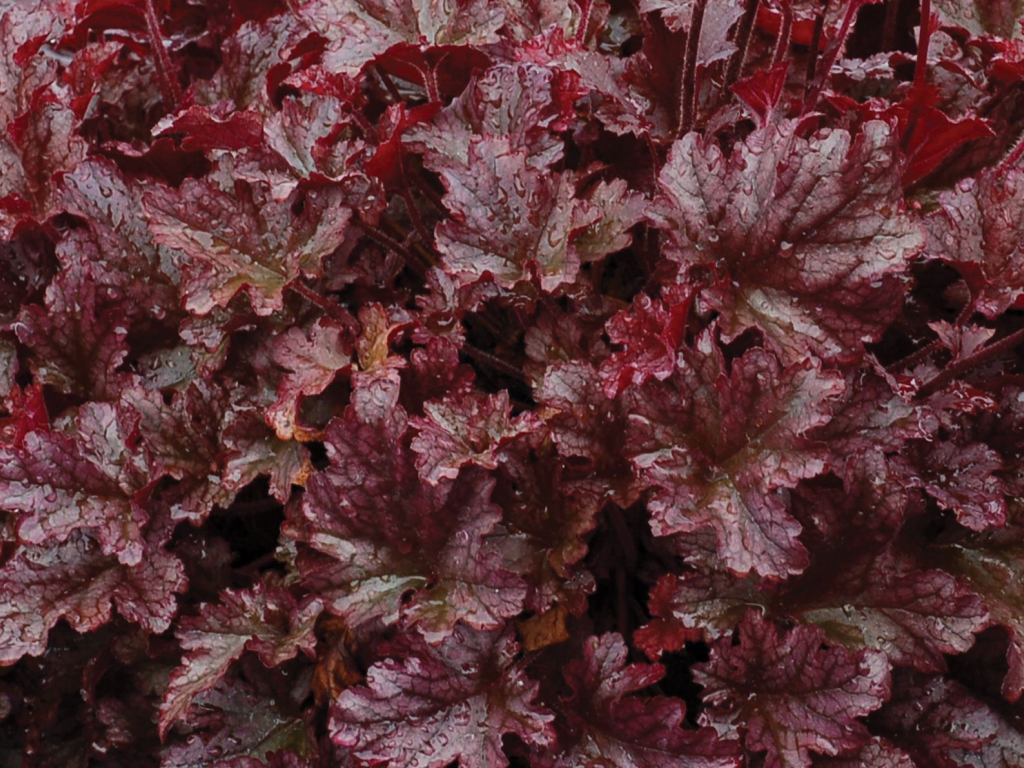 Trvalky Heuchera Berry Marmalade(1)