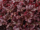 Trvalky Heuchera Berry Marmalade(1)