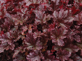 Trvalky Heuchera Berry Marmalade(1)